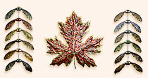 paper pulp maple leaf and seeds